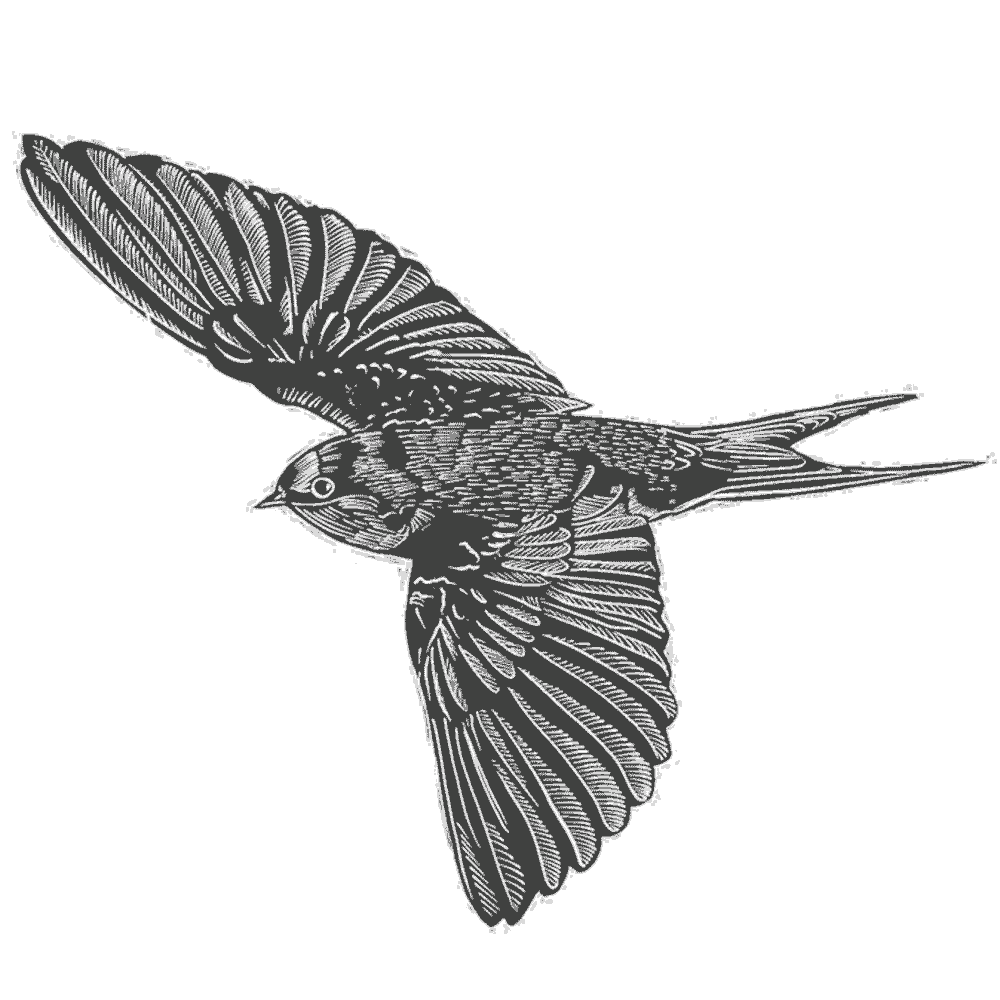 NZCMS-New-Zealand-Church-Missionary-Society-bird-icon-02