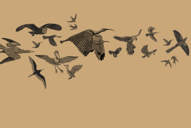 What About the Birds